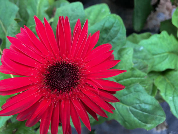 istock red garbera flower close up 866866232