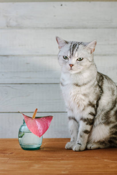 istock Nice aroma concept - cat sitting behind the nice scent flower. 866866282