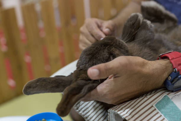 istock cute brown Holland Lop rabbit Lie on lap 866866798