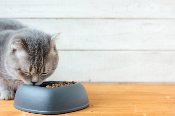 istock Cat eating pet food 866870912