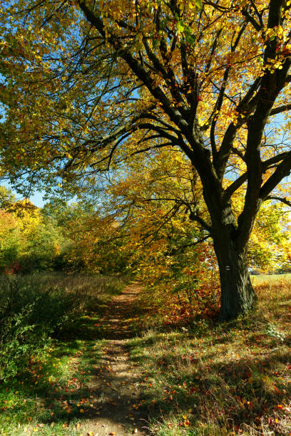 와을 풍경이 색된 나무 - saturated color beech leaf autumn leaf 뉴스 사진 이미지