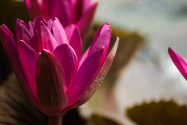 istock red lotus close up 866871958