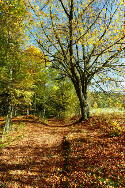 paesaggio autunnale con alberi colorati autunnali - saturated color beech leaf autumn leaf foto e immagini stock