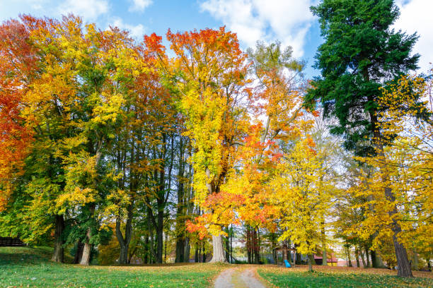 осенний пейзаж с осенними цветными деревьями - saturated color beech leaf autumn leaf стоковые фото и изображения