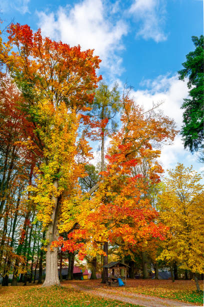 herbstlandschaft mit fallen farbige bäume - saturated color beech leaf autumn leaf stock-fotos und bilder