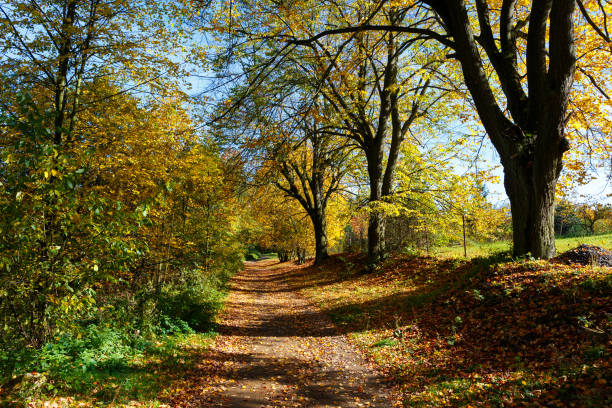 осенний пей�заж с осенними цветными деревьями - saturated color beech leaf autumn leaf стоковые фото и изображения