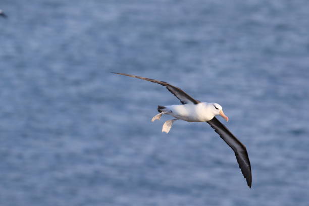 istock Black-browed Albatros ( Thalassarche melanophris ) or Mollymawk Helgoland Island Germany 866874170