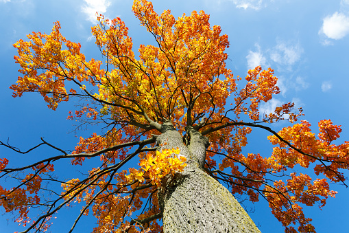 autumn colored tree top in fall season against blue sky.