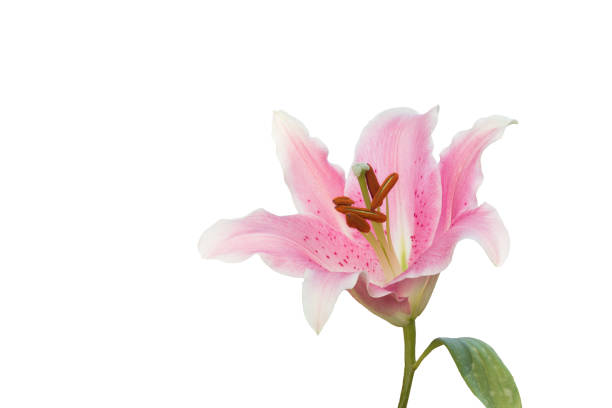 isolated pink Lilly flower on white background