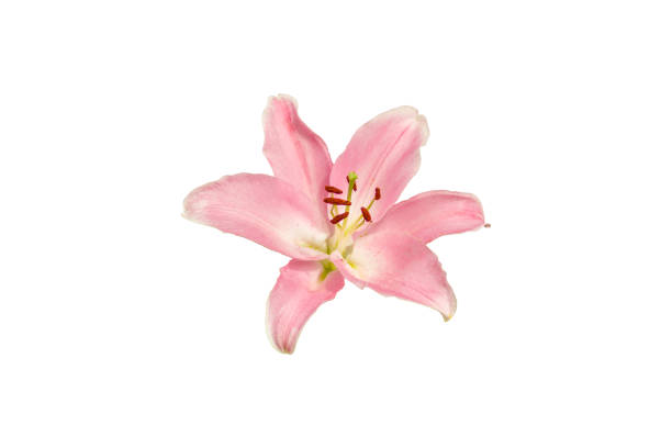 istock isolated pink Lilly flower on white background 866875872