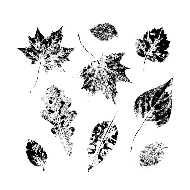 가 설정가 단풍 잉크 인쇄, 스탬프 세트 - maple leaf leaf autumn single object stock illustrations