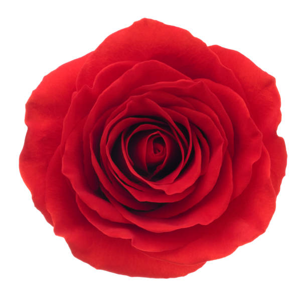 istock Red Rose. Deep Focus. No dust. No pollen. Isolated on white 866879302