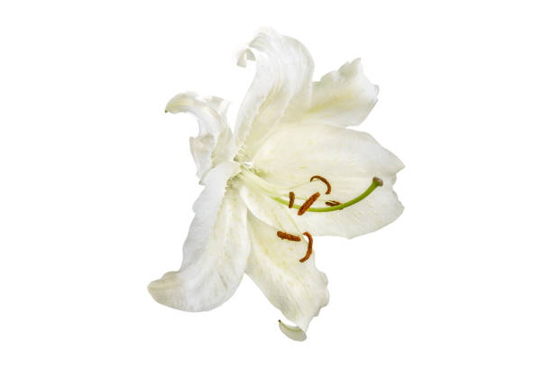 istock isolated white Lilly flower on white background 866879308