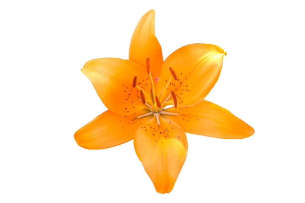 istock isolated orange Lilly flower on white background 866879594