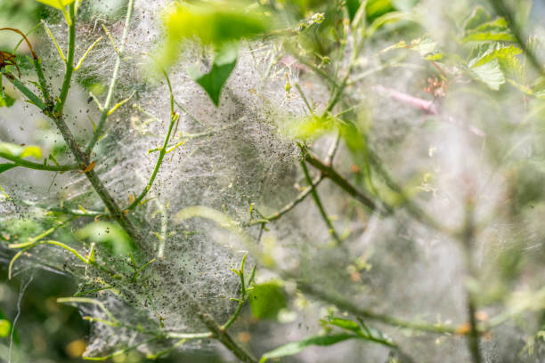 web y orugas de polilla del armiño - insect moth nature ermine moth fotografías e imágenes de stock