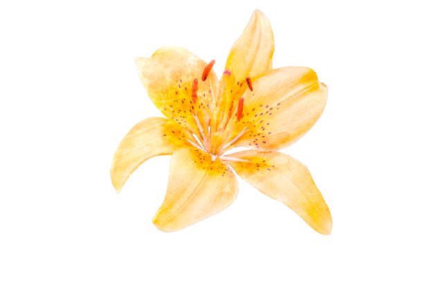 Yellow and orange lily flowers with water droplets on petals on a plain white background. No people. Copy space.