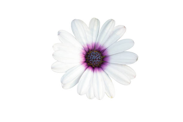 istock isolated white Chrysanthemum flowers on white background 866879784