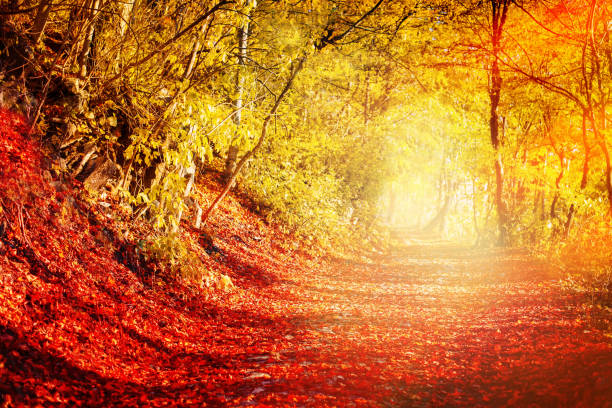 istock Footpath in the beautiful autumn woods 866879950