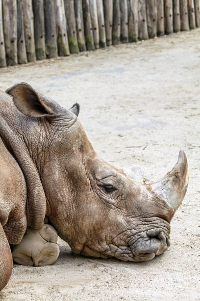 istock Rhinoceros resting on a ground 866883454
