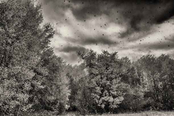 wind tears the leaves from the trees and the autumn deciduous forest