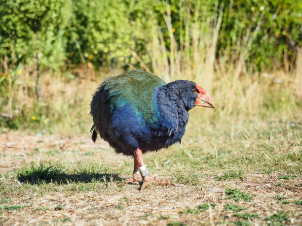 un uccello takahe, la specie in via di estinzione in nuova zelanda. - te anau foto e immagini stock