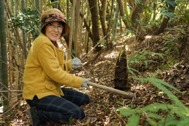istock Elderly woman harvesting a bamboo shoot 866890036