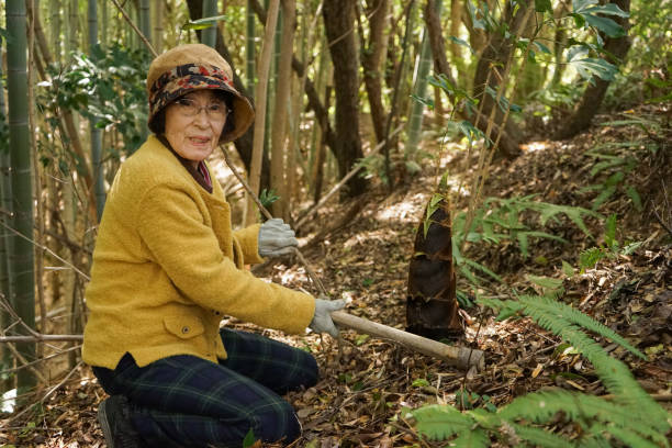 istock Elderly woman harvesting a bamboo shoot 866890052