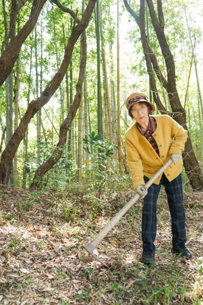 istock Elderly woman harvesting a bamboo shoot 866890064