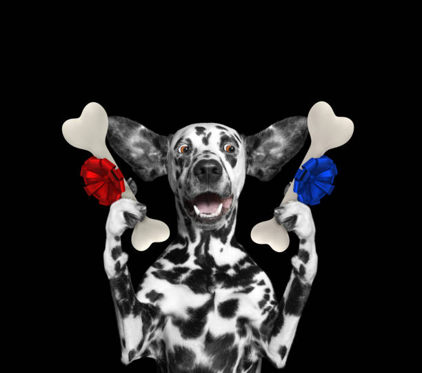 istock Cute dalmatian dog looking at bones with surprise. Isolated on black 866890466