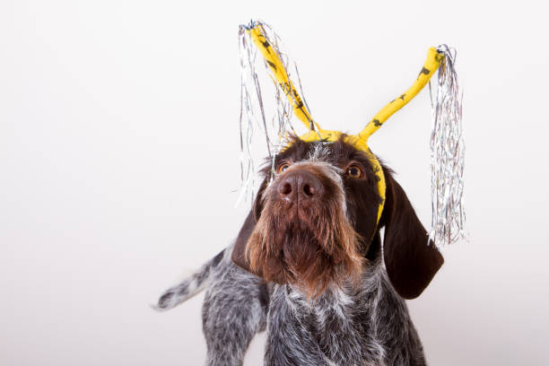 istock dog in hairband 866890766