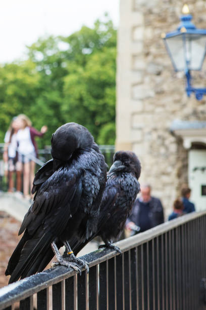 dois corvos negros na torre de londres, reino unido. raven comum (corax de corvus). - high minded - fotografias e filmes do acervo