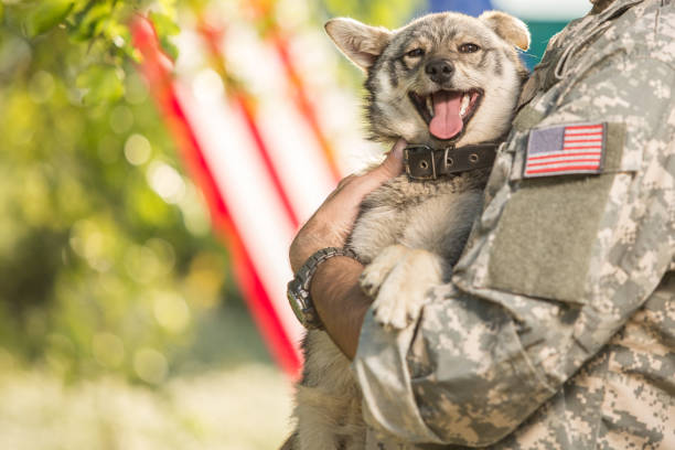 Soldier with his dog outdoors on a sunny day Soldier with his dog outdoors on a sunny day with american flag on the background warrior person photos stock pictures, royalty-free photos & images