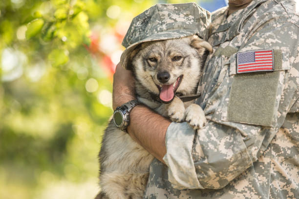 istock Soldier with his dog outdoors on a sunny day 866894946