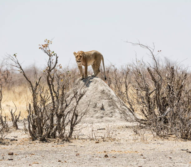 Female Lion A Lioness uses a termite mound as a lookout post in the Namibian savanna termite mound stock pictures, royalty-free photos & images