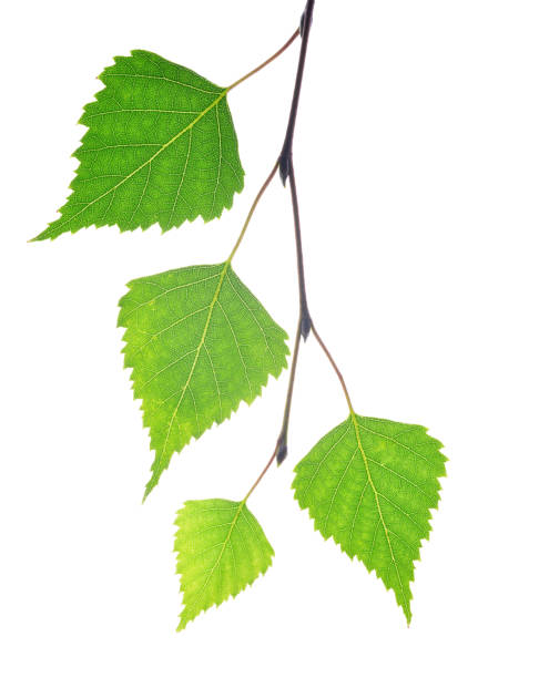 istock Spring birch branch with green leaves. 866897940
