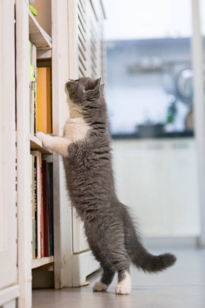 istock Gray British shorthair cats, indoors 866897970