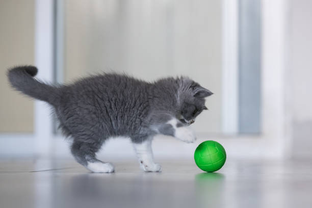 istock Gray British shorthair cats, indoors 866898014