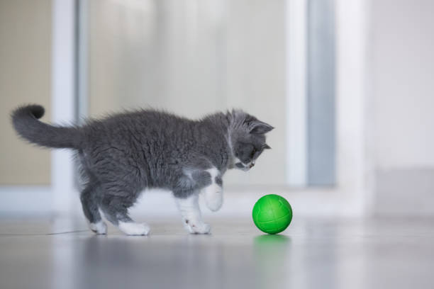 istock Gray British shorthair cats, indoors 866898024