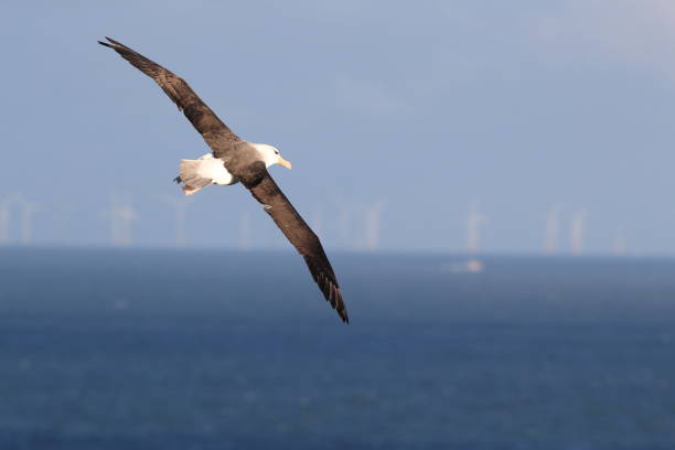 istock Black-browed Albatros ( Thalassarche melanophris ) or Mollymawk Helgoland Island Germany 866898244