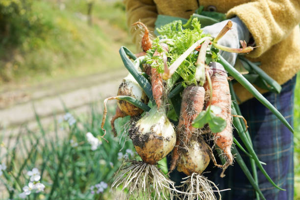 femme âgée récolte de légumes - senior adult gardening freshness recreational pursuit photos et images de collection