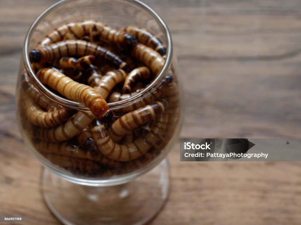 Eine Gruppe Super Oder Riesige Würmer Kriechen Im Kleinen Schnaps Glas Über Dunkle Holzoberfläche Stockfoto und mehr von Braun - iStock