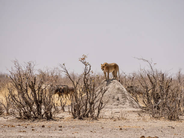 Female Lion A Lioness uses a termite mound as a lookout post in the Namibian savanna termite mound stock pictures, royalty-free photos & images