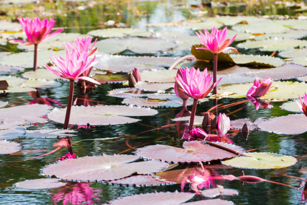 istock Pink lotus blossoms on water flowers 866902006