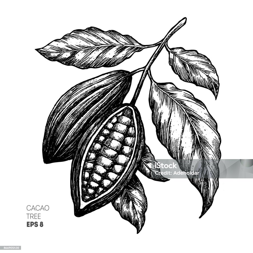 Cocoa beans illustration. Engraved style illustration. Chocolate cocoa beans. Vector illustration Vector illustration Cacao Fruit stock vector