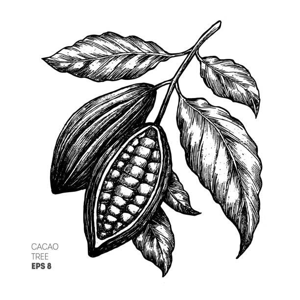 Cocoa beans illustration. Engraved style illustration. Chocolate cocoa beans. Vector illustration Vector illustration cacao fruit stock illustrations