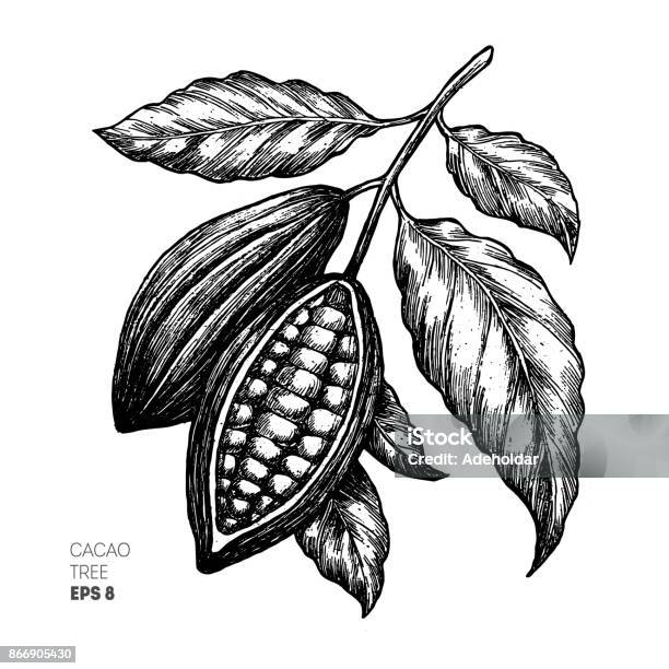 Cocoa Beans Illustration Engraved Style Illustration Chocolate Cocoa Beans Vector Illustration Stock Illustration - Download Image Now