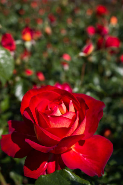 istock Beautiful colorful Rose Flower 866908022