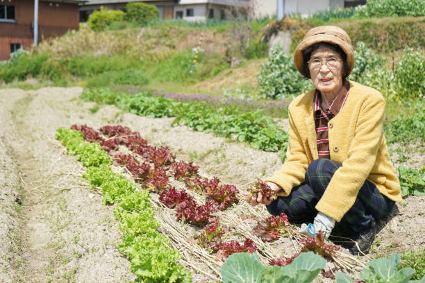 istock Elderly woman plowing a field 866908298