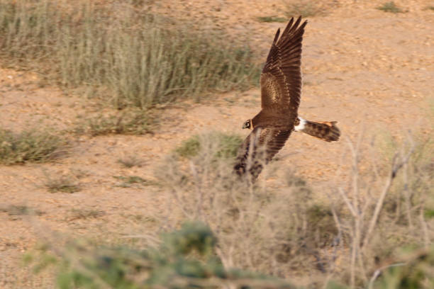 istock Pallid Harrier looking for food 866908304