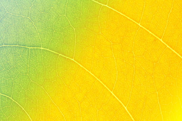 istock Leaf texture or leaf background for graphic website template. spring beauty. environment and ecology idea concept design. Color effect picture. 866908378